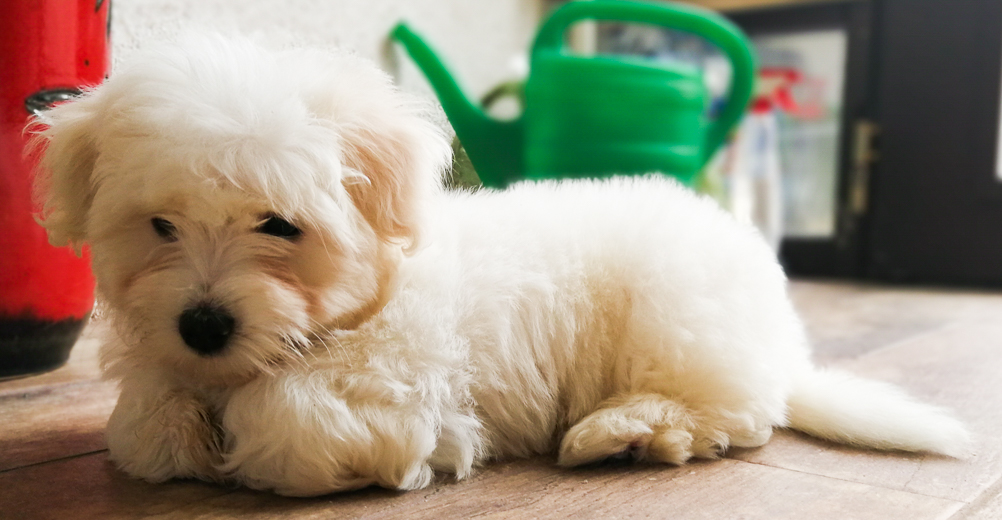 Coton De Tulear