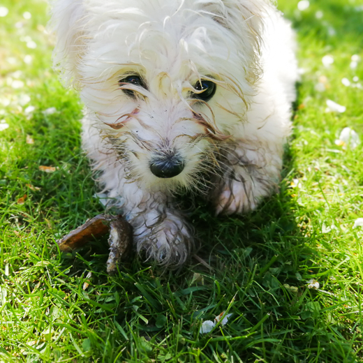 Coton De Tulear