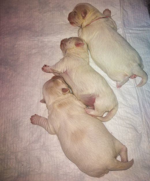 Coton De Tulear