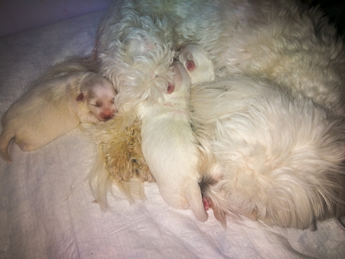 Coton De Tulear