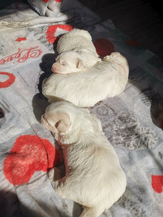 Coton De Tulear