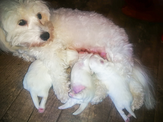 Coton De Tulear