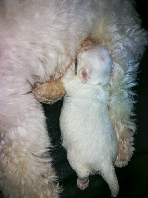 Coton De Tulear