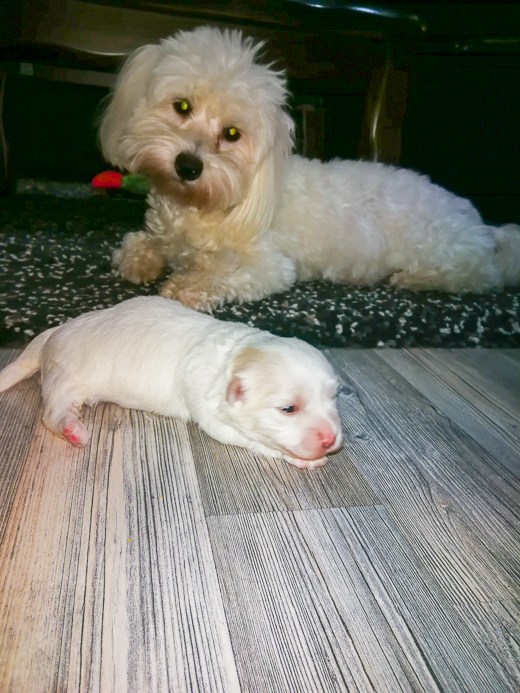 Coton De Tulear