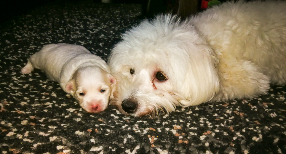 Coton De Tulear