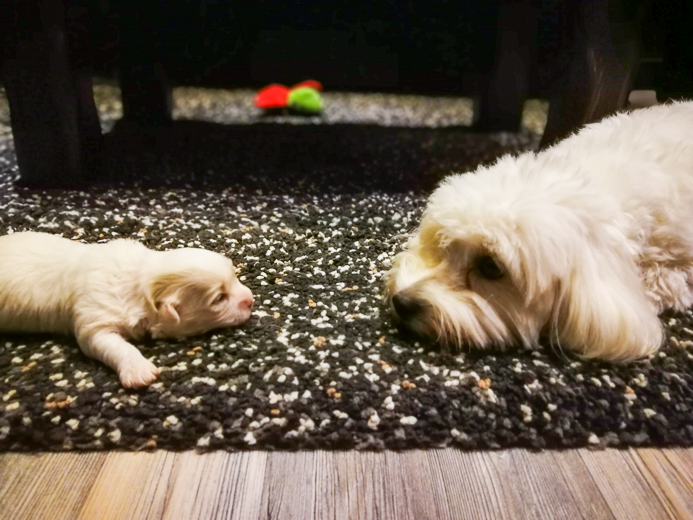 Coton De Tulear