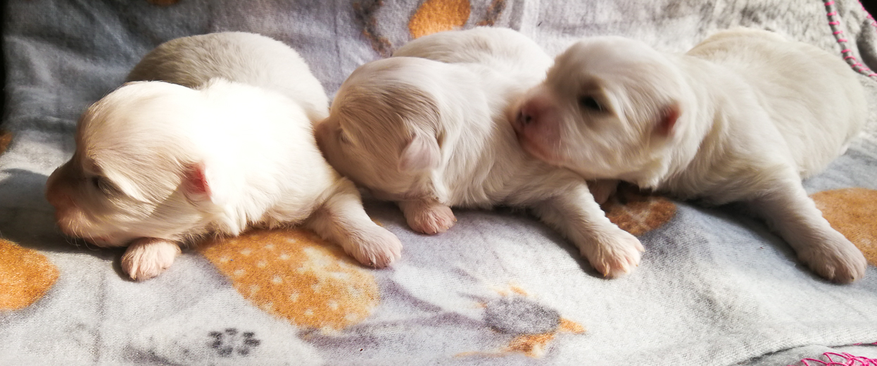 Coton De Tulear