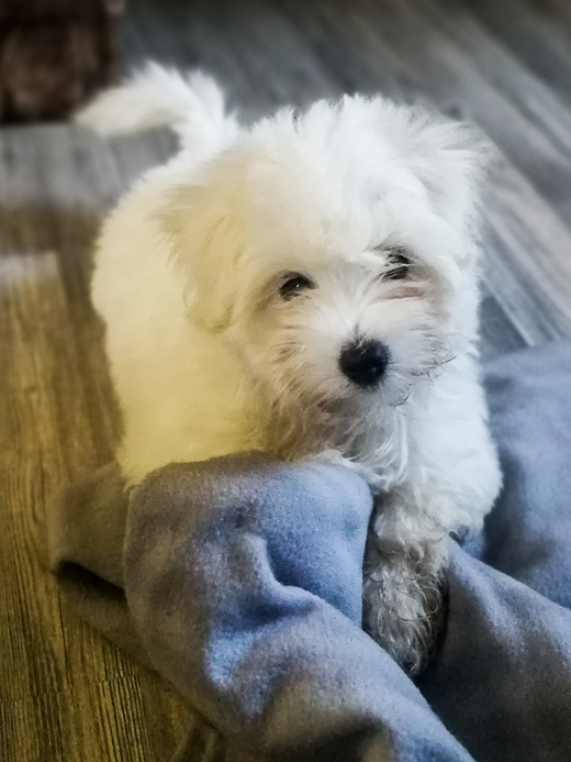 Coton De Tulear