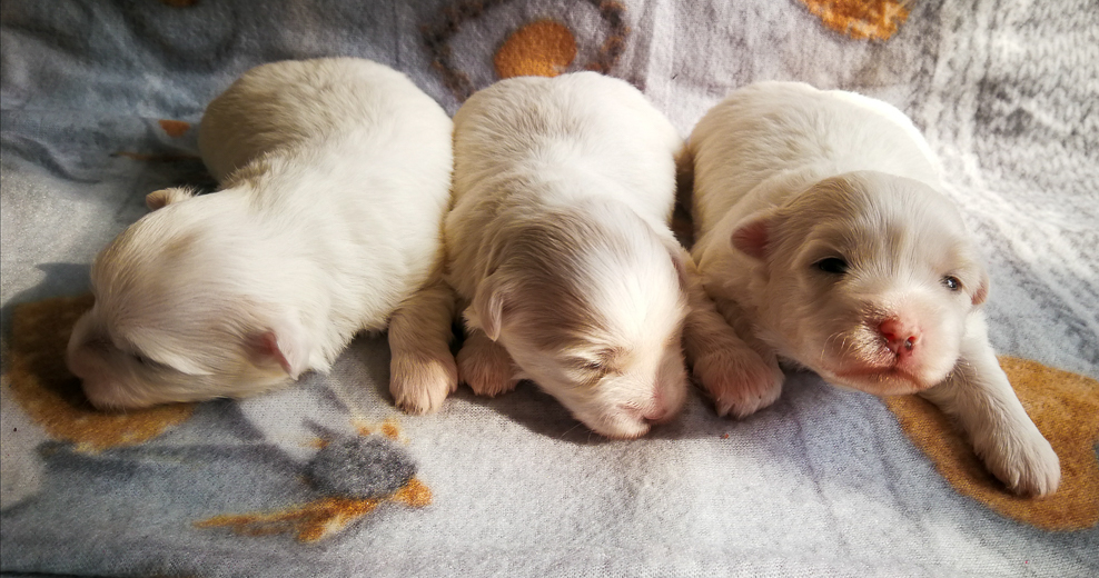 Coton De Tulear