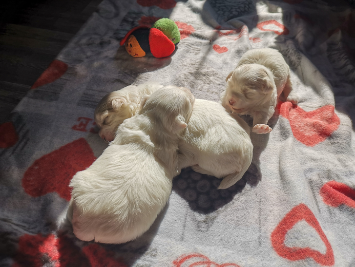 Coton De Tulear