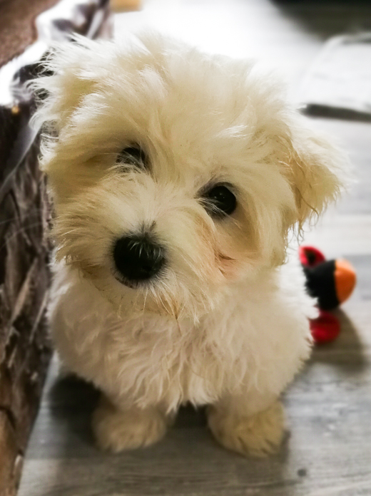 Coton De Tulear