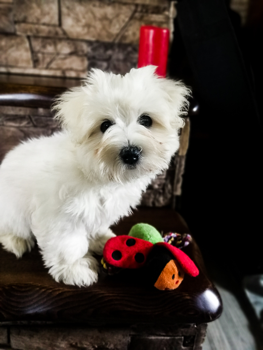 Coton De Tulear