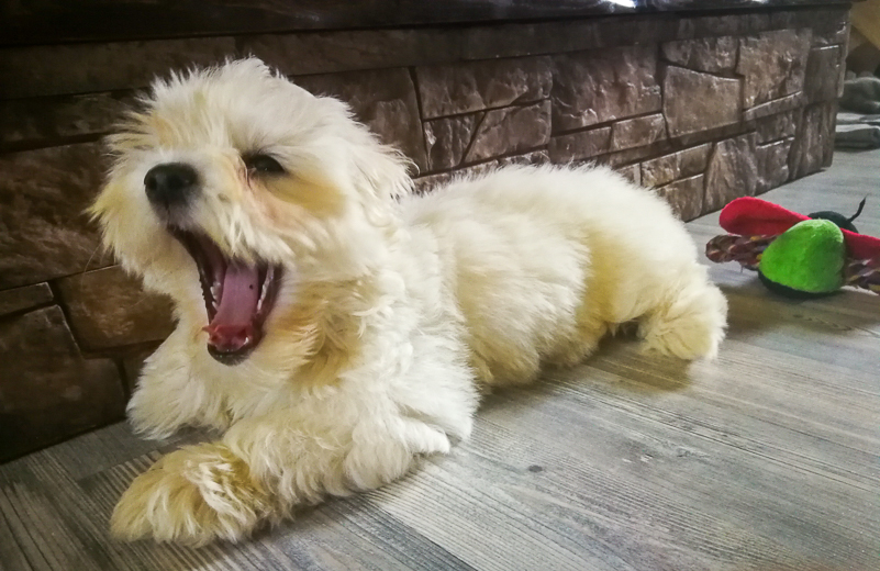 Coton De Tulear