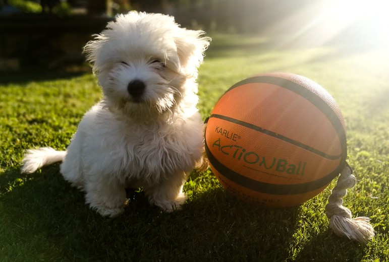 Coton De Tulear