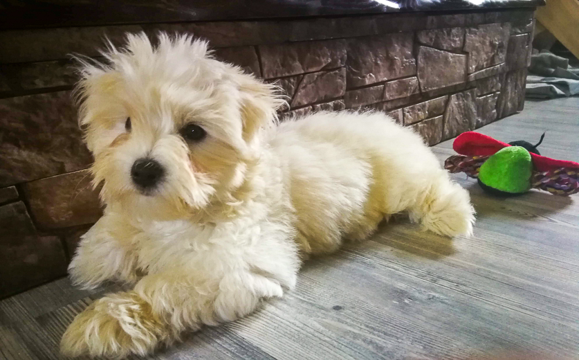 Coton De Tulear