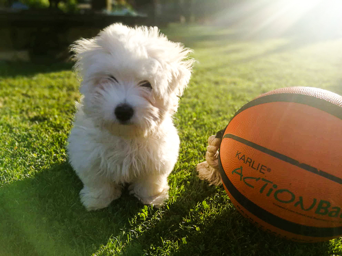 Coton De Tulear