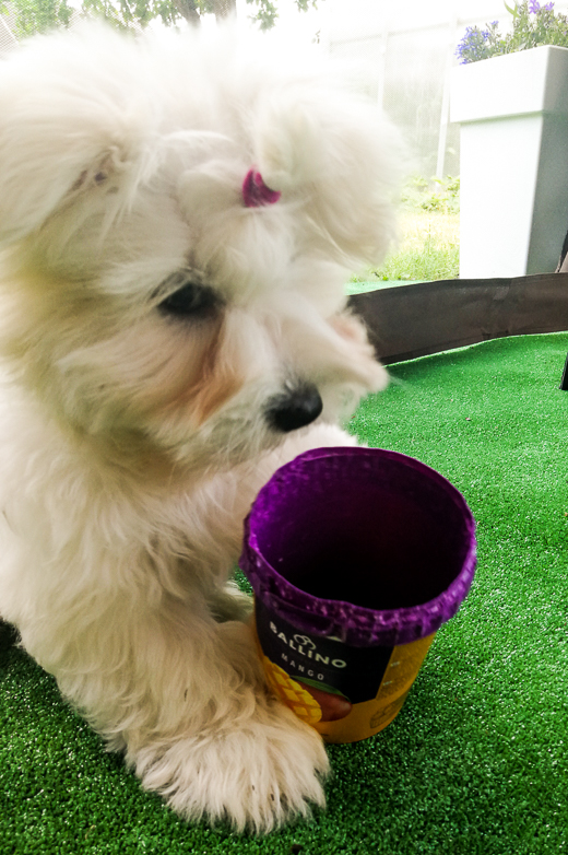 Coton De Tulear