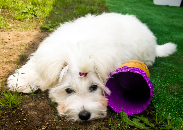 Coton De Tulear