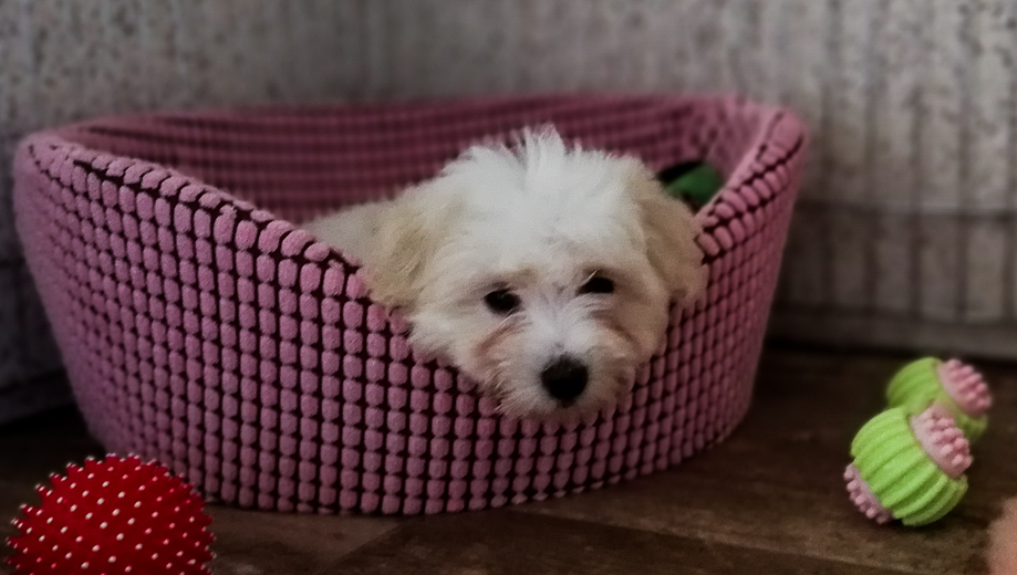 Coton De Tulear