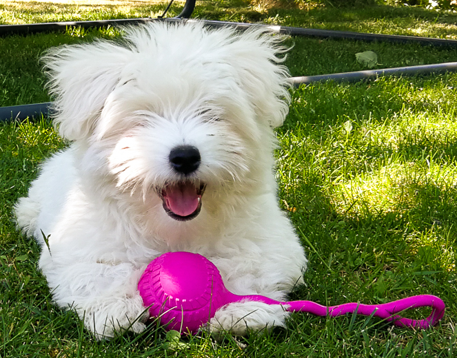 Coton De Tulear