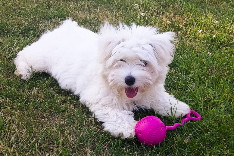 Coton De Tulear