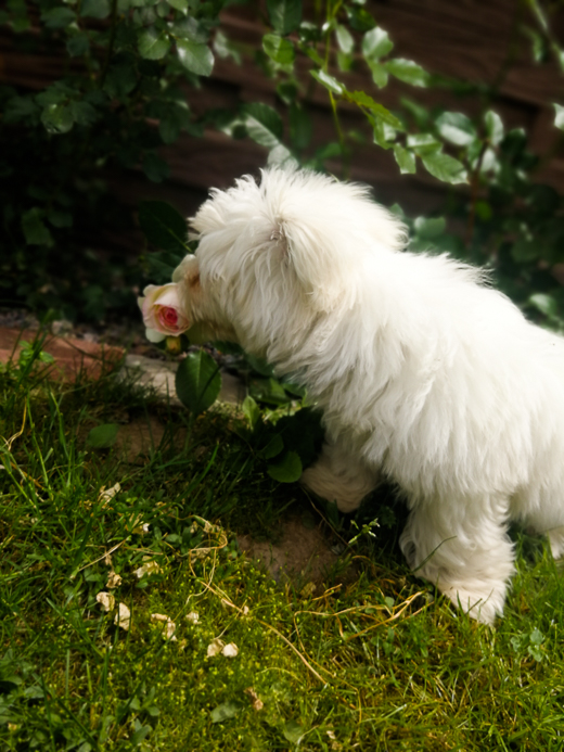 Coton De Tulear