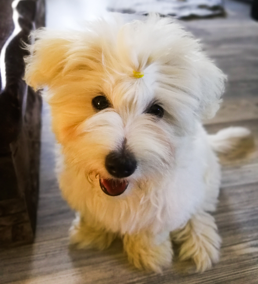 Coton De Tulear