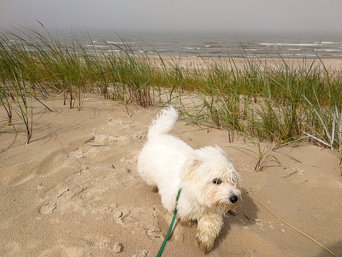 Coton De Tulear