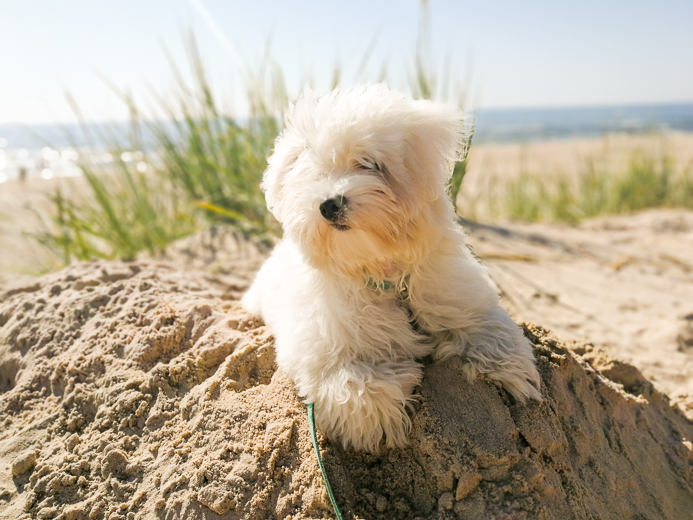 Coton De Tulear