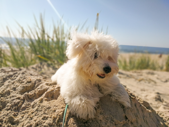 Coton De Tulear