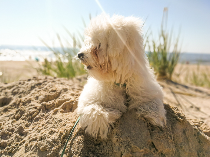 Coton De Tulear