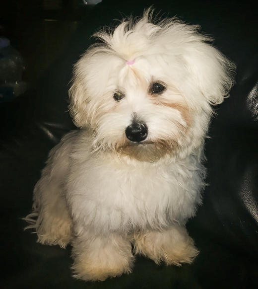 Coton De Tulear