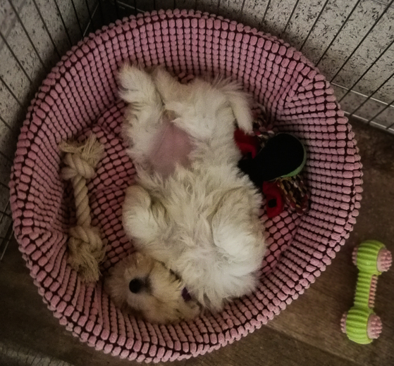 Coton De Tulear