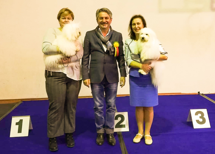 Coton De Tulear