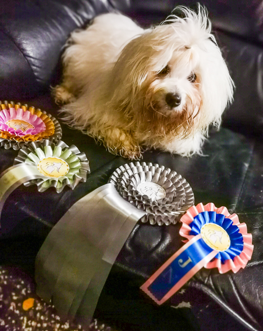 Coton De Tulear