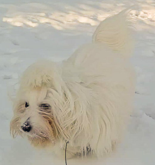 Coton De Tulear