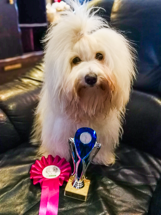 Coton De Tulear