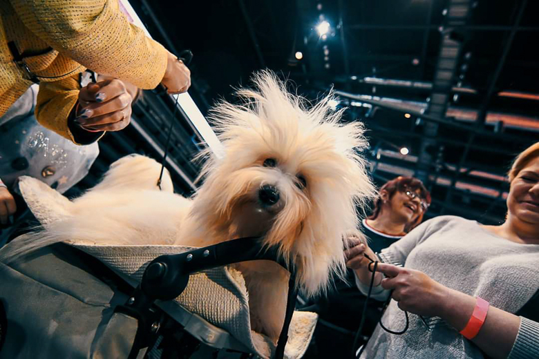 Coton De Tulear