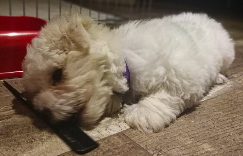 Coton De Tulear