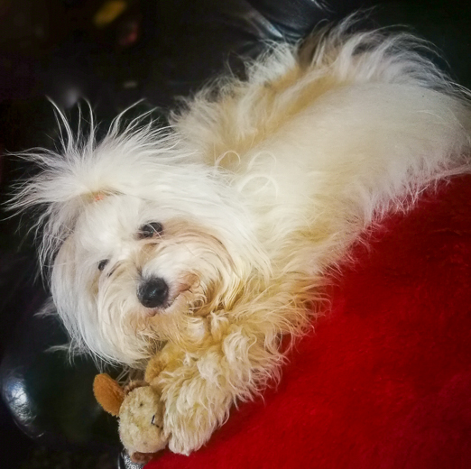 Coton De Tulear