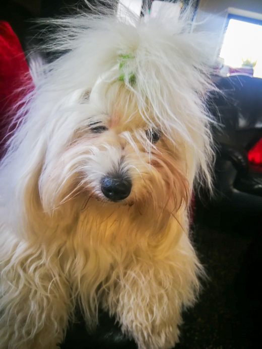 Coton De Tulear