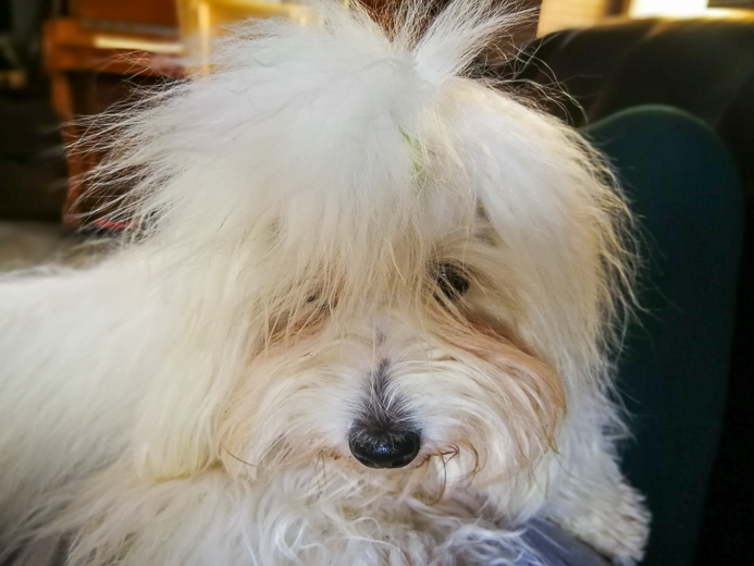 Coton De Tulear