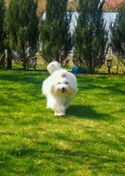 Coton De Tulear