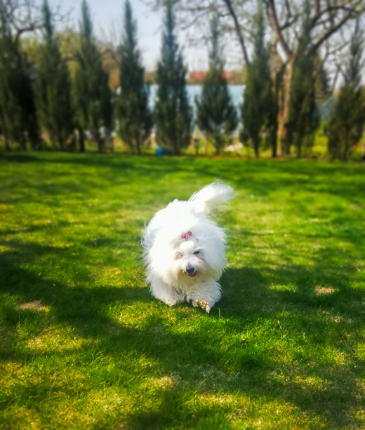 Coton De Tulear