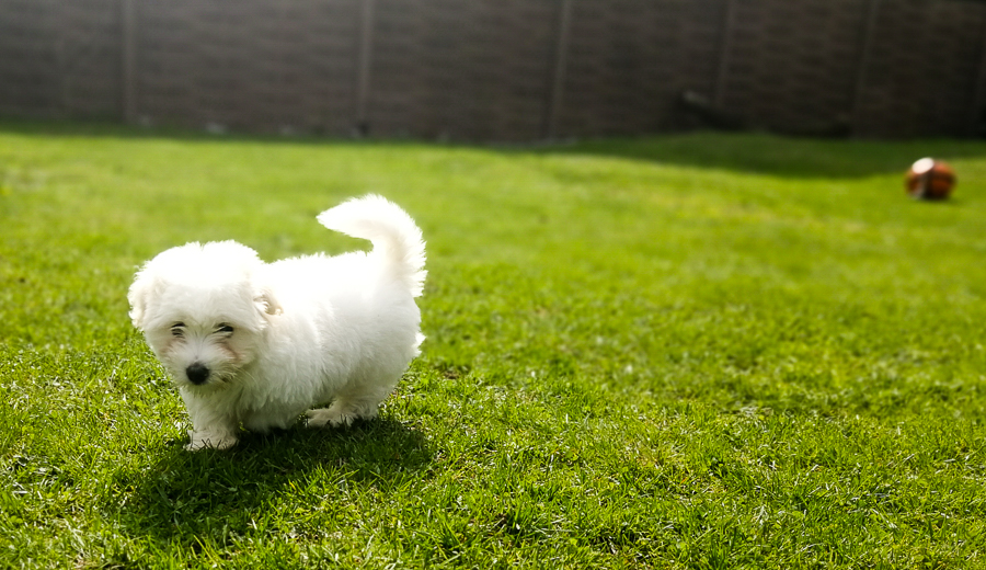 Coton De Tulear