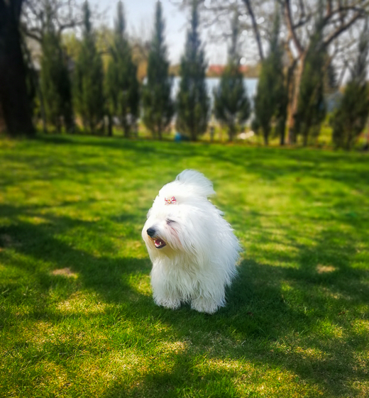 Coton De Tulear