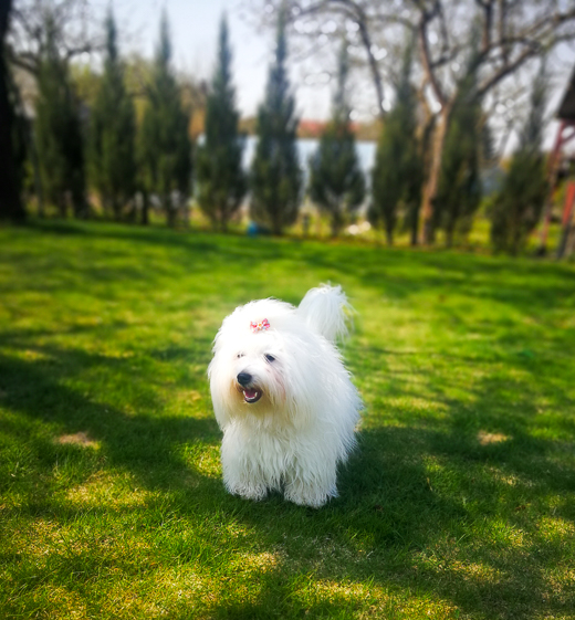 Coton De Tulear