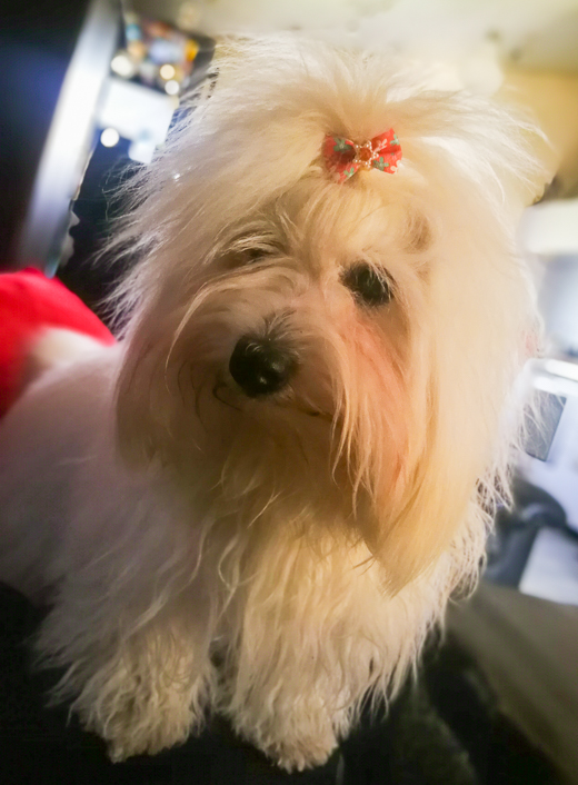 Coton De Tulear