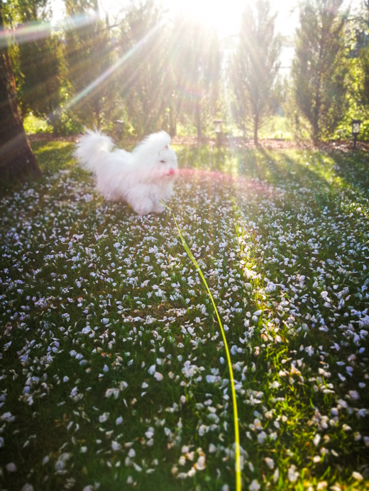 Coton De Tulear