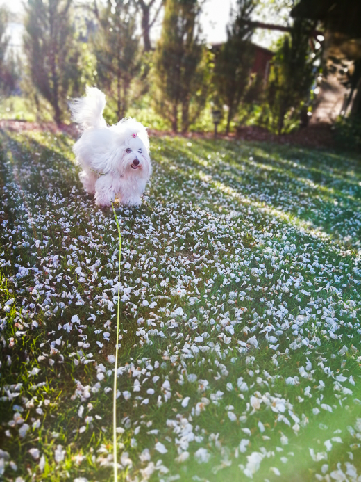 Coton De Tulear